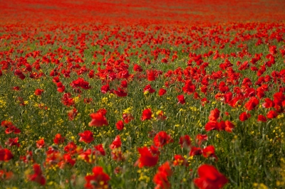 Making the Most of Our Poppies | AuthorCynthiaHerron.com