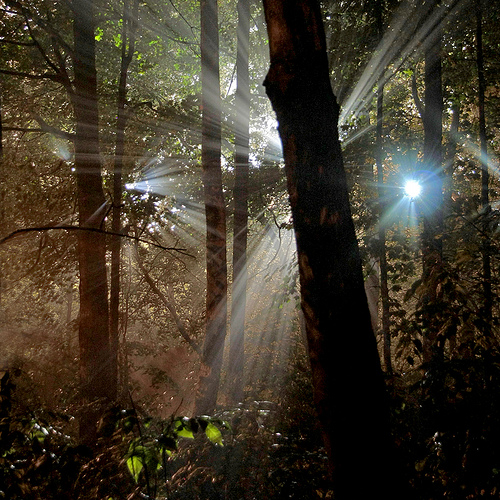 Light in a dark forest