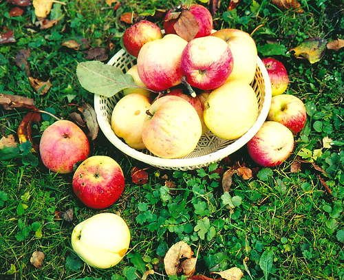 Provision of apples