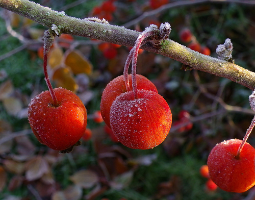 Berries on a frosty morning